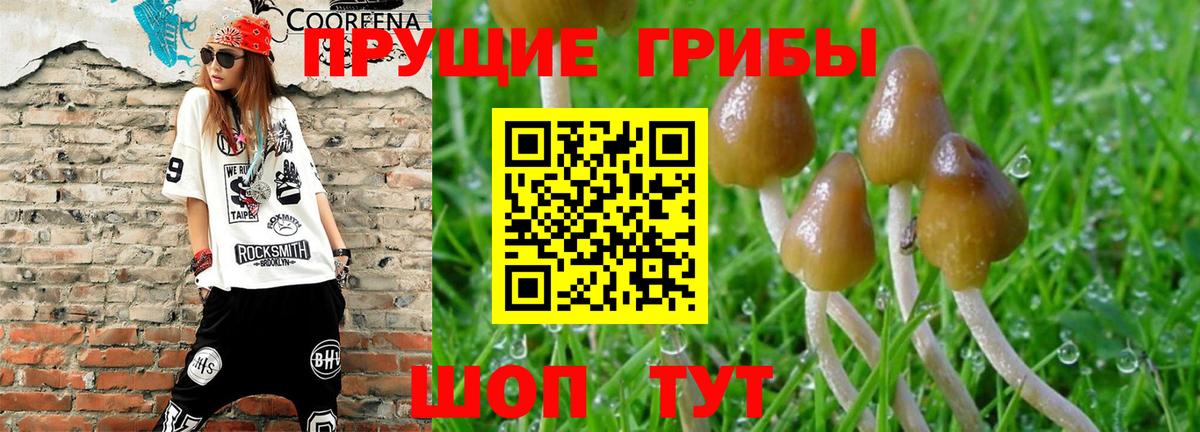 Галлюциногенные грибы Psilocybe Кушва